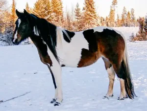 skäck sto uppställd vinter