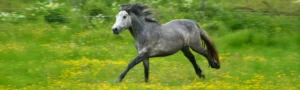 connemara sto i full galopp