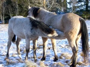 hoppan med diande fölet på vintern