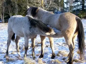 hoppan med diande fölet på vintern