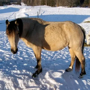 gulbrunt sto uppställd vinter