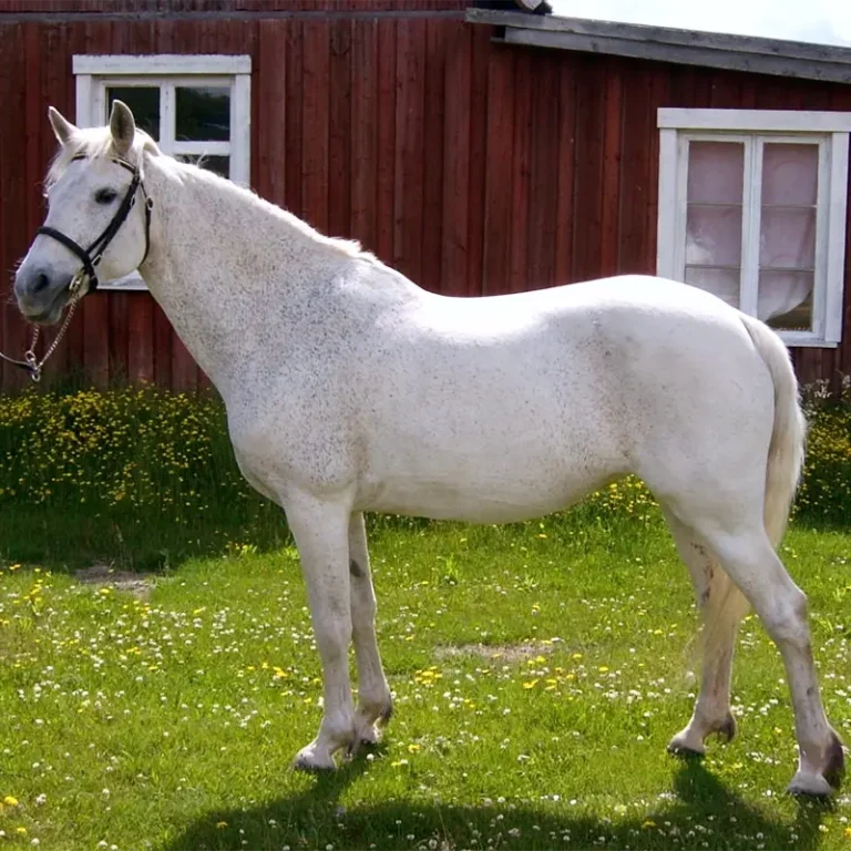 Vitt Connemarasto uppställd sommar