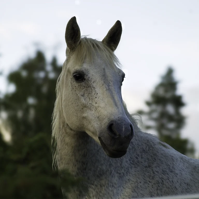 huvudbild på vitt skimmel sto