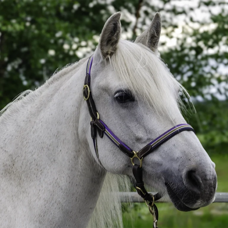 huvudbild av ett vitt skimmel sto
