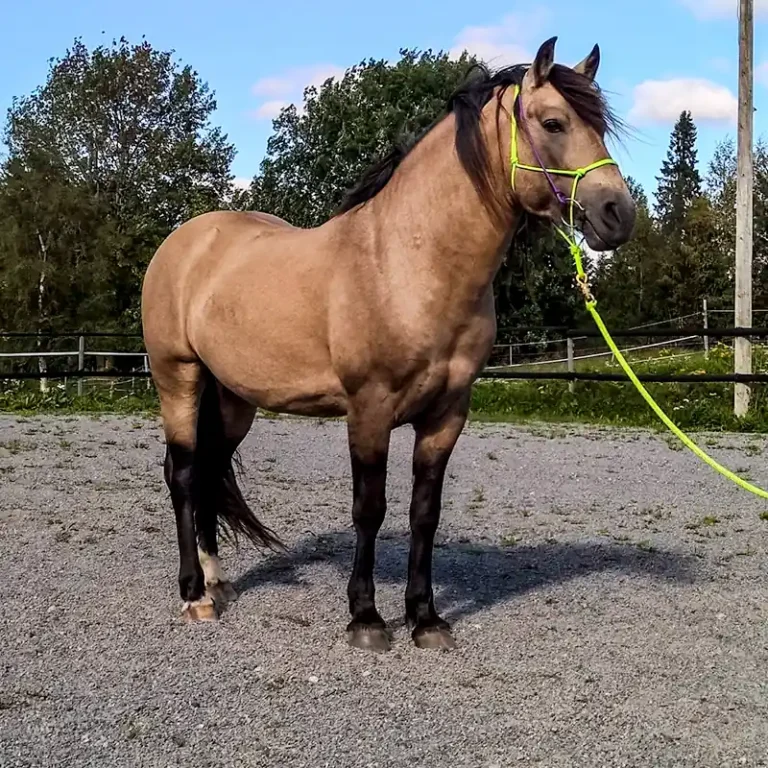 gulbrun connemara hingst uppställd