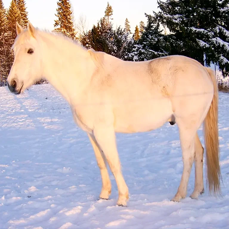vit connemara uppställd vinter