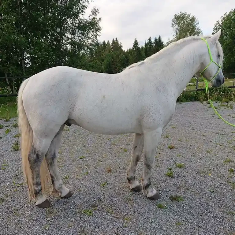 Vit skimmel hingst uppställd